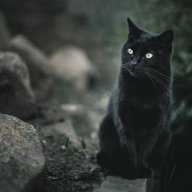 Blackcat7777